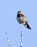 Broad tailed Hummingbird 3255